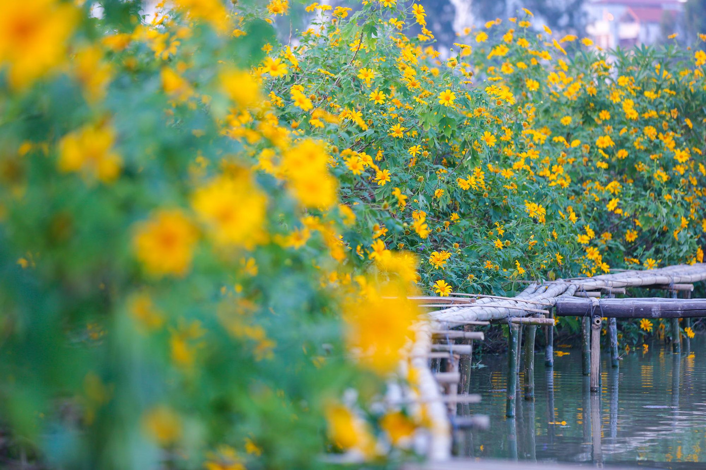 Dã quỳ nở vàng rực cả một vùng trên một đầm nước được bao bọc bởi các toà nhà cao tầng phía xa, khiến nhiều du khách thấy lạ lẫm, thích thú khi đến đây tham quan.