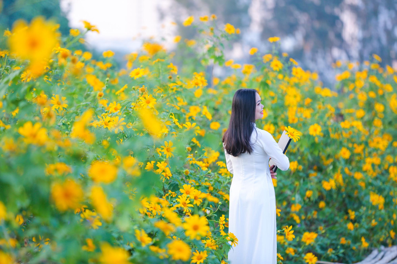 Được biết, vườn hoa dã quỳ đã được trồng từ hai năm trước nhưng năm nay hoa mới nở đẹp như thế này.