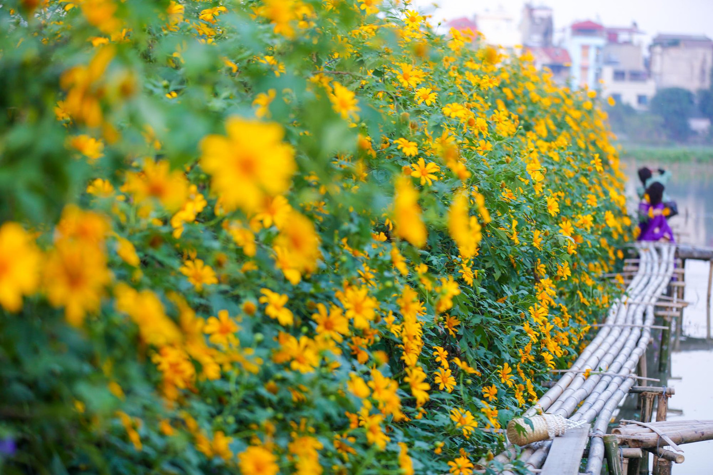 Cầu tre được thiết kế, bố trí dọc cánh đồng hoa phục vụ du khách.