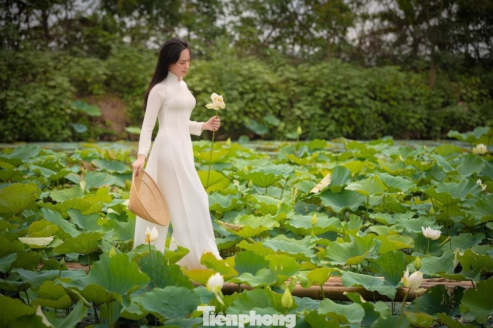 Mới vào đầu vụ nhưng đầm sen đã thu hút khá nhiều bạn trẻ đến đây chụp ảnh kỷ niệm, chiêm ngưỡng sen trắng sớm đầu mùa.