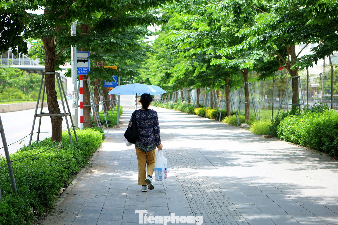 Khoảng 1.500 cây xanh được trồng mới thay thế cho 1.300 cây bị chặt hạ để mở rộng đường, nhiều đoạn được trồng tới 4 hàng cây. Tuyến đường nhiều cây xanh Phạm Văn Đồng đã trở thành con đường có khả năng chống nắng tốt nhất và dài nhất của Hà Nội.