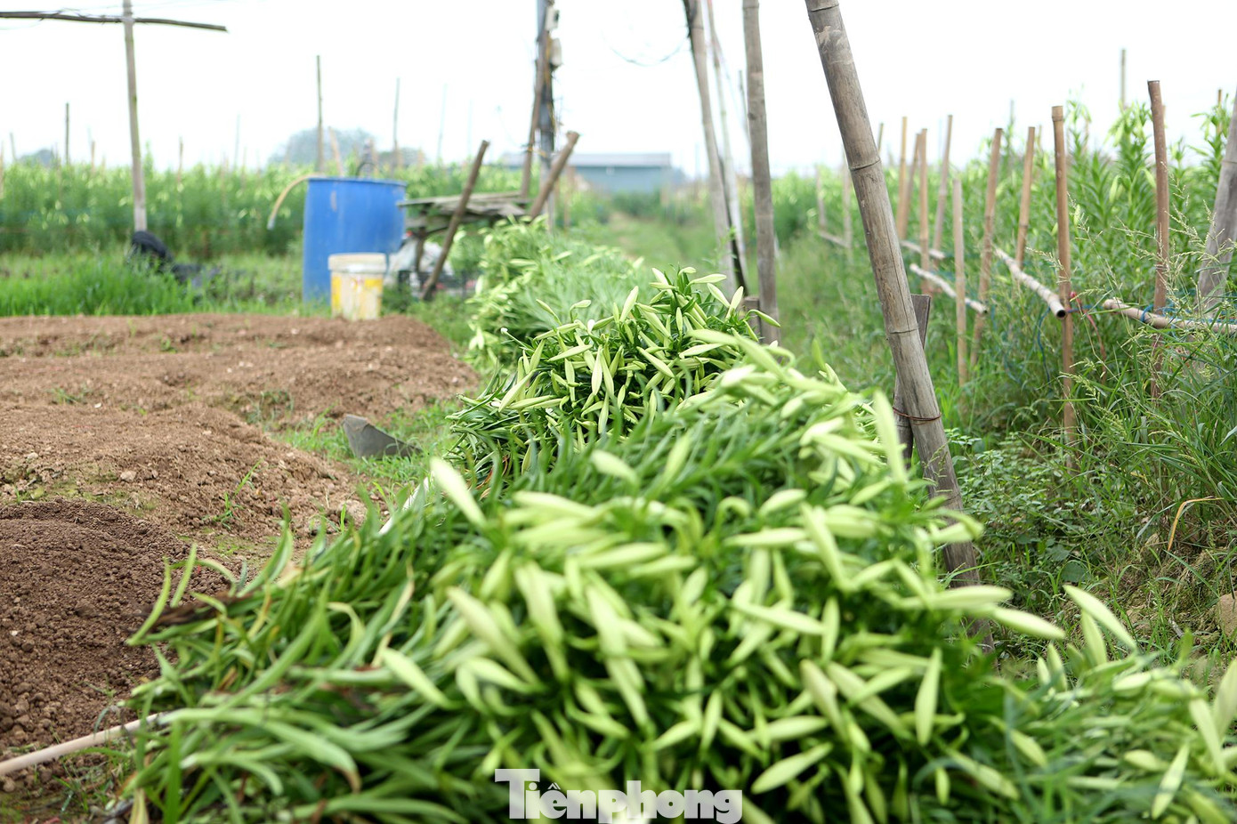 Hoa loa kèn được trồng từ đầu tháng 8 Âm lịch đến rằm tháng 2 năm sau là được thu hoạch.