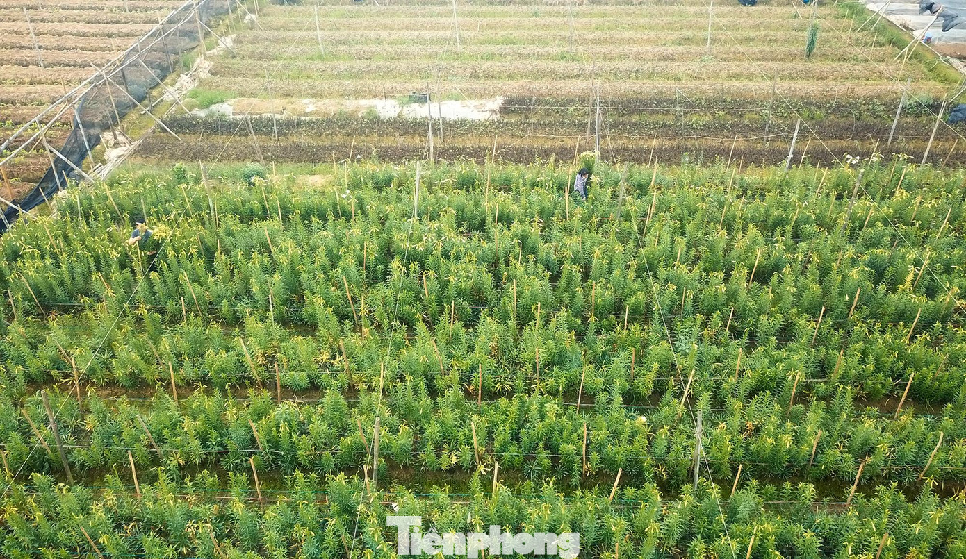 Những người nông dân của 'thủ phủ' hoa loa kèn mới tại Hạ Mỗ, Đan Phượng đã có hướng đi phát triển khá bền vững và đạt hiệu quả cao khi chuyên canh một loại cây trồng đặc trưng này.