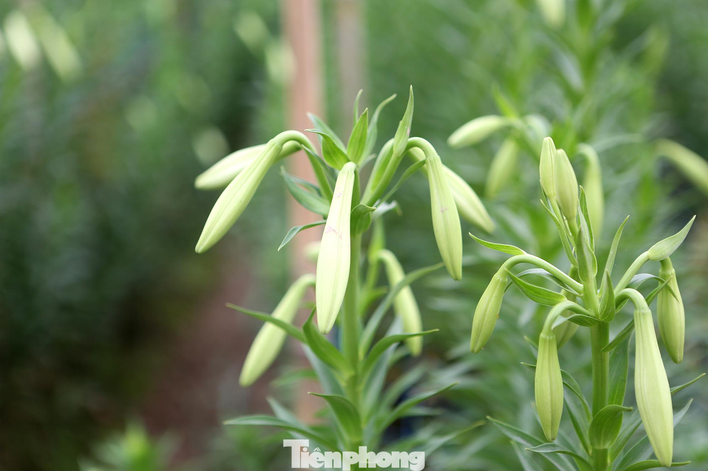 Năm nay giá bán buôn tại cánh đồng vào khoảng 150.000 đồng/bó (100 bông), bán lẻ có giá khoảng 180.000 đến 200.000 đồng/bó (100 bông).