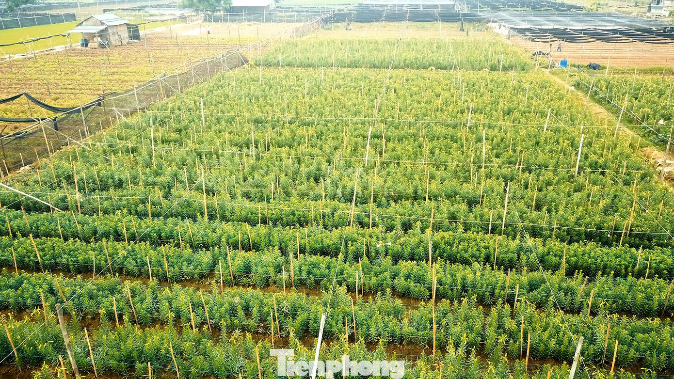 Toàn cảnh cánh đồng trồng hoa loa kèn tại Hạ Mỗ (Đan Phượng, Hà Nội) đang vào mùa thu hoạch chính vụ.