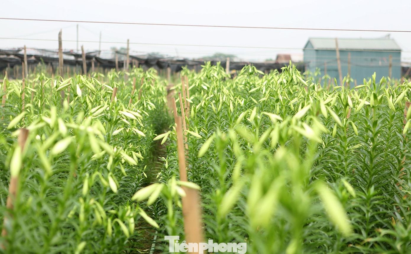 Tuy nhiên, năm nay hoa loa kèn nở sớm hơn bình thường khoảng một tháng, từ đầu tháng Ba hoa đã bắt đầu thu hoạch vào vụ, phục vụ người chơi Thủ đô.
