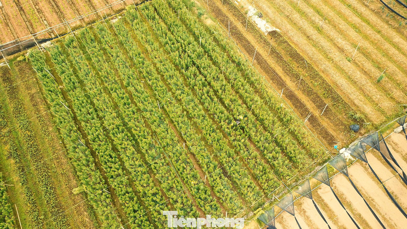 Thủ phủ của hoa loa kèn một vài năm gần đây đã chuyển từ làng hoa Tây Tựu sang làng Hạ Mỗ, Đan Phượng, Hà Nội. Do quỹ đất nông nghiệp bị thu hẹp nên người dân Tây Tựu đã đi thuê đất để trồng hoa.