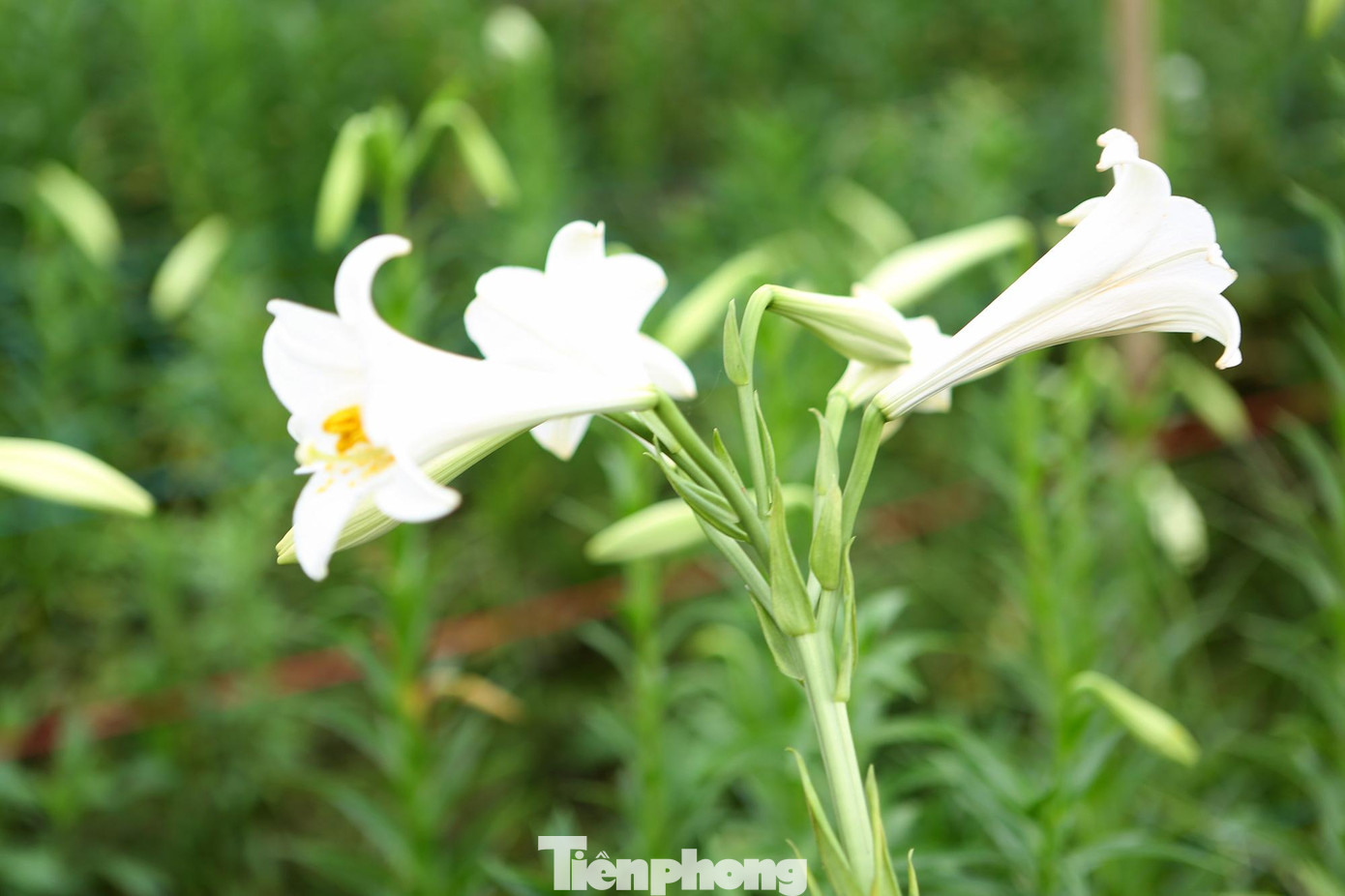 Loài hoa này được người chơi ưu ái gọi là 'hoa của tháng Tư', bởi chỉ nở duy nhất vào tháng Tư hàng năm.
