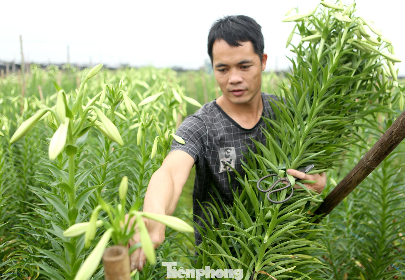 Thời gian thu hoạch chính vụ thường được kéo dài trong khoảng 2 tuần.