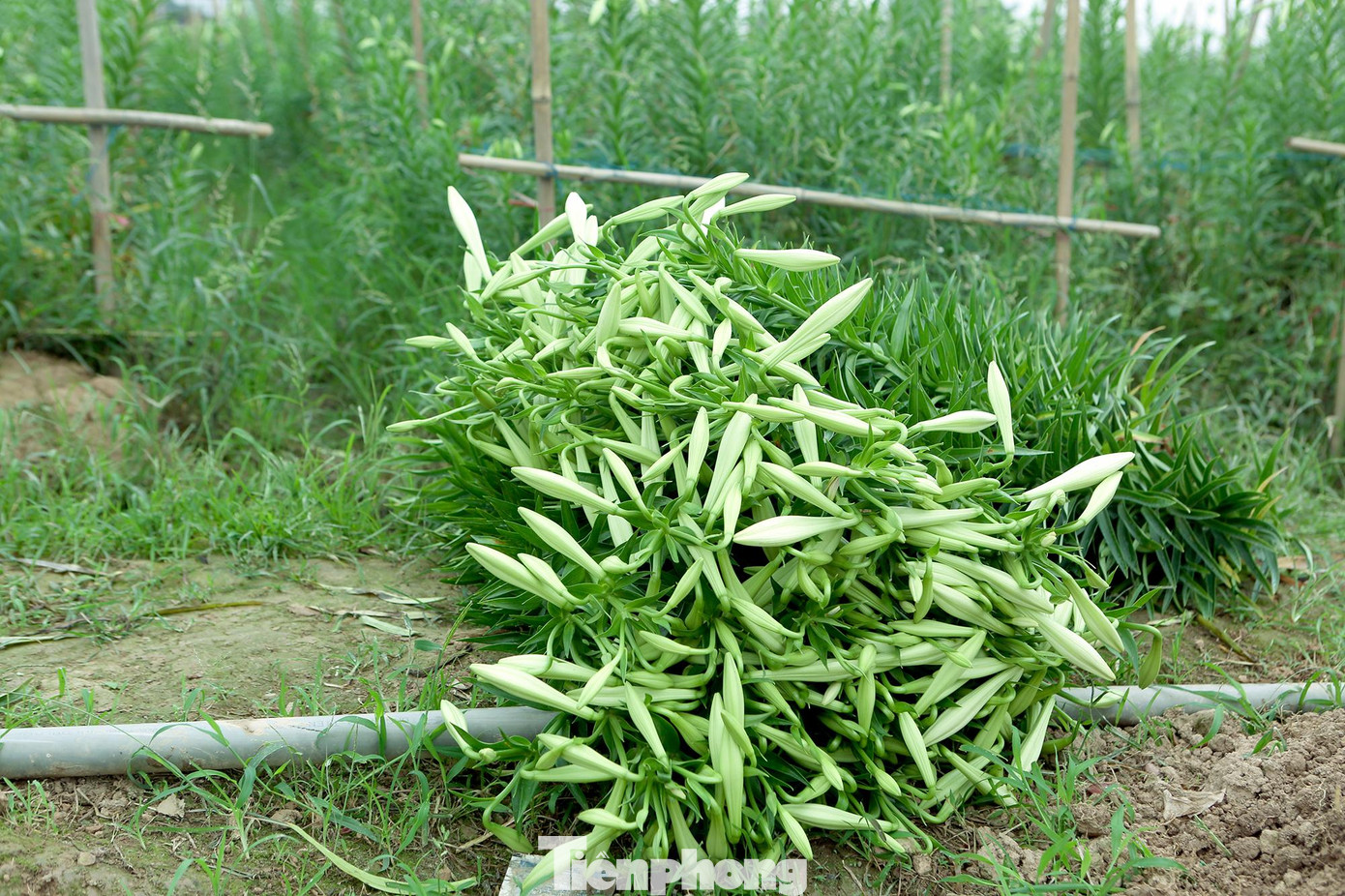 Hoa loa kèn được người dân ưa trồng vì dễ chăm sóc, củ giống giá rẻ và có thể trồng lại được. Theo người dân chia sẻ nếu được chăm sóc tốt, một cành có thể cho tới 3 đến 4 bông.