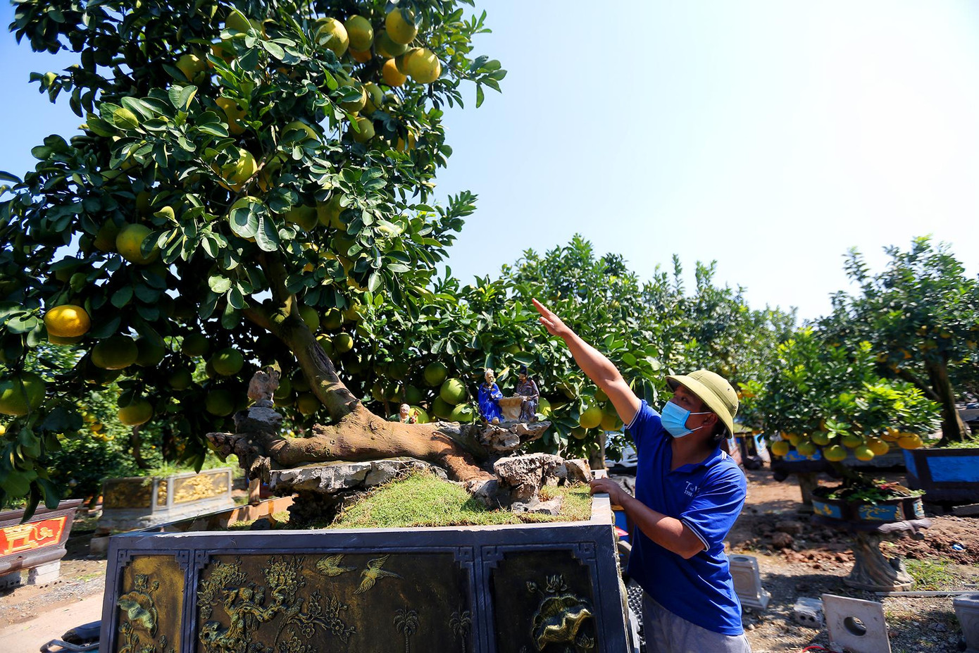 Được biết các cây đều được chủ vườn dày công sưu tầm từ các huyện miền núi như Lào Cai, Yên Bái, Lai Châu... rồi đưa về chăm sóc tỉ mỉ, cắt ghép.