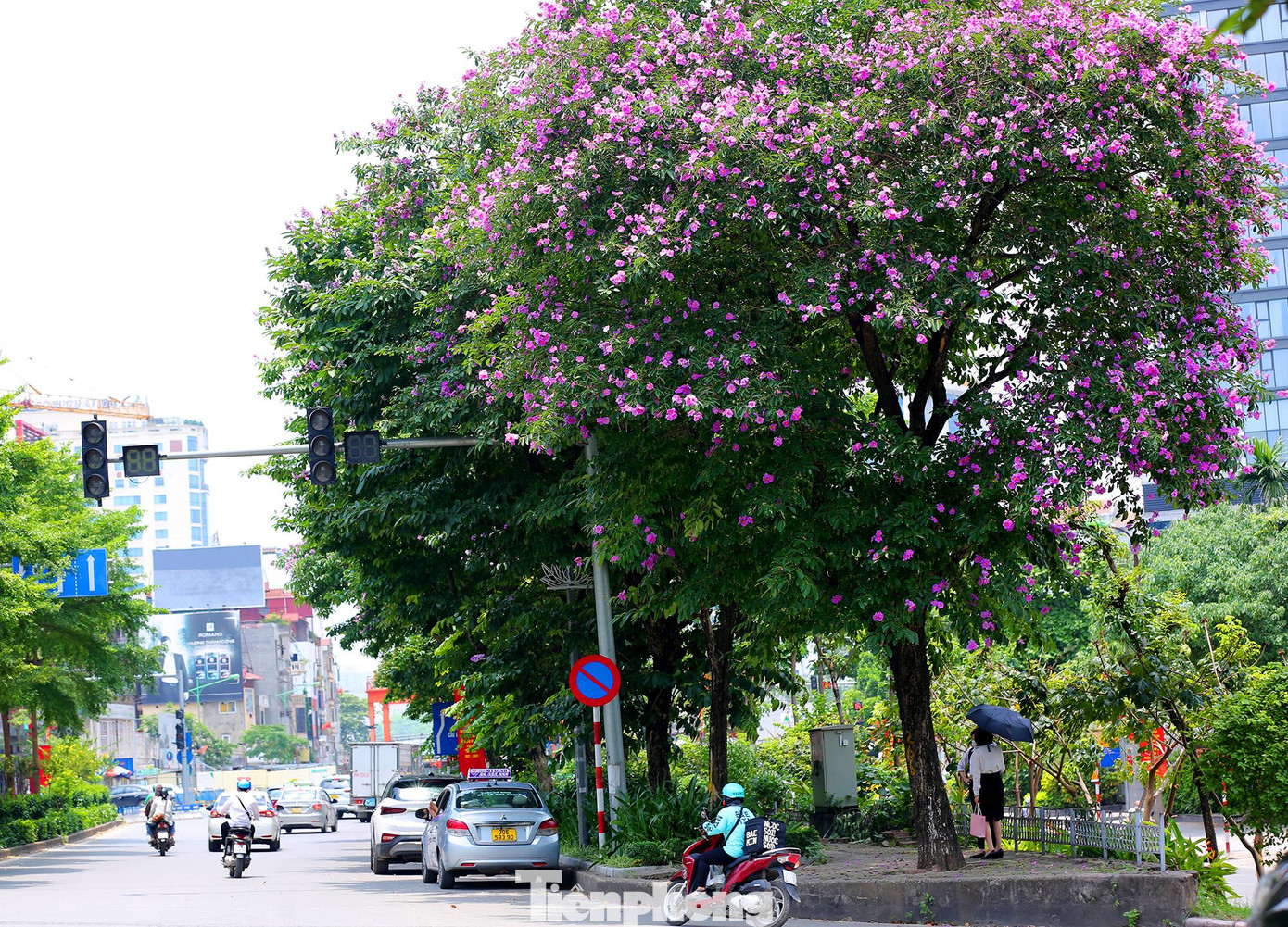 Màu tím đặc trưng của hoa bằng lăng đã tạo điểm nhấn cho khắp các góc phố, con đường của thủ đô Hà Nội.