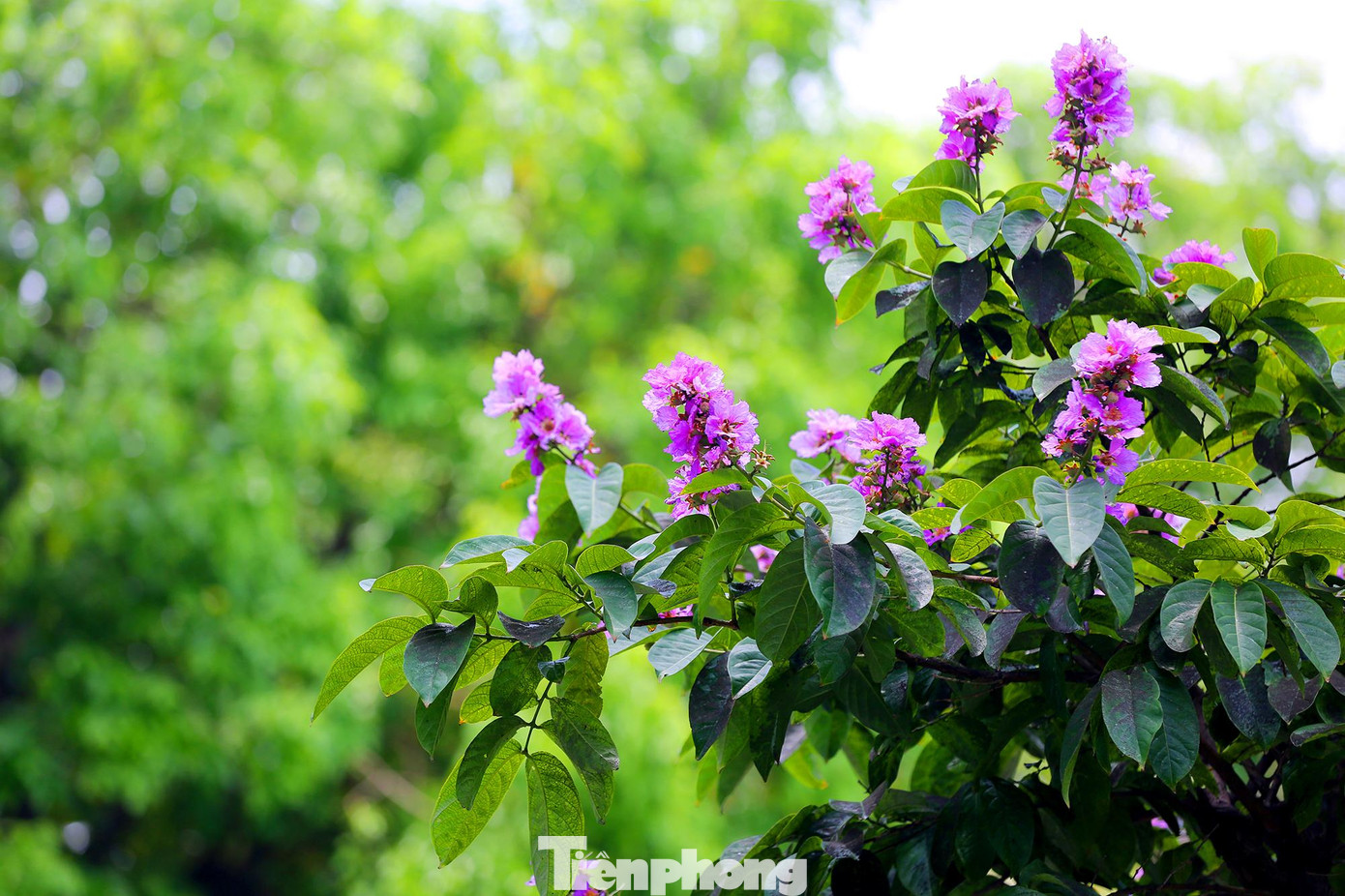 Cây bằng lăng ban đầu được trồng để làm cảnh quan đô thị và tạo bóng mát nhưng dần dần đã trở thành một điểm nhấn quen thuộc với Hà Nội vào mỗi dịp hè về.