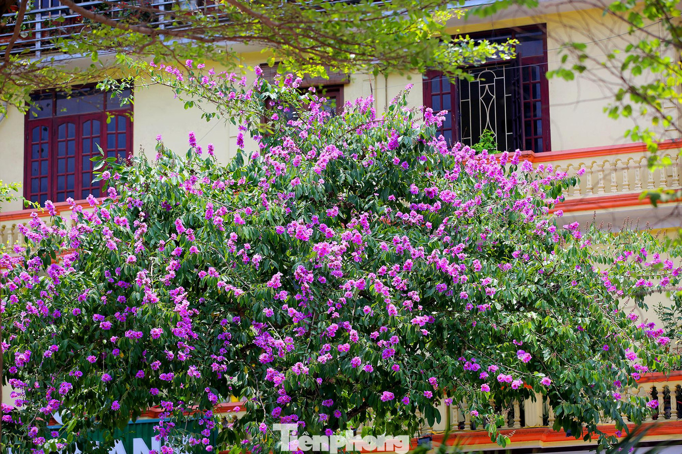 Cây hoa bằng lăng có tán lá dày và rộng vì thế nó được trồng cây tạo bóng mát tại nhiều con phố.