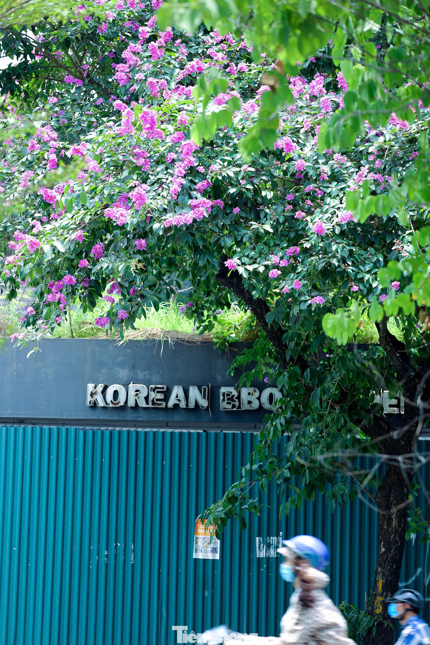 Bằng lăng có nhiều mầu khác nhau như: tím, hồng, trắng nhạt… nhưng có lẽ bằng lăng tím là hình ảnh quen thuộc, gắn với ký ức nhiều nhất của người dân thủ đô.