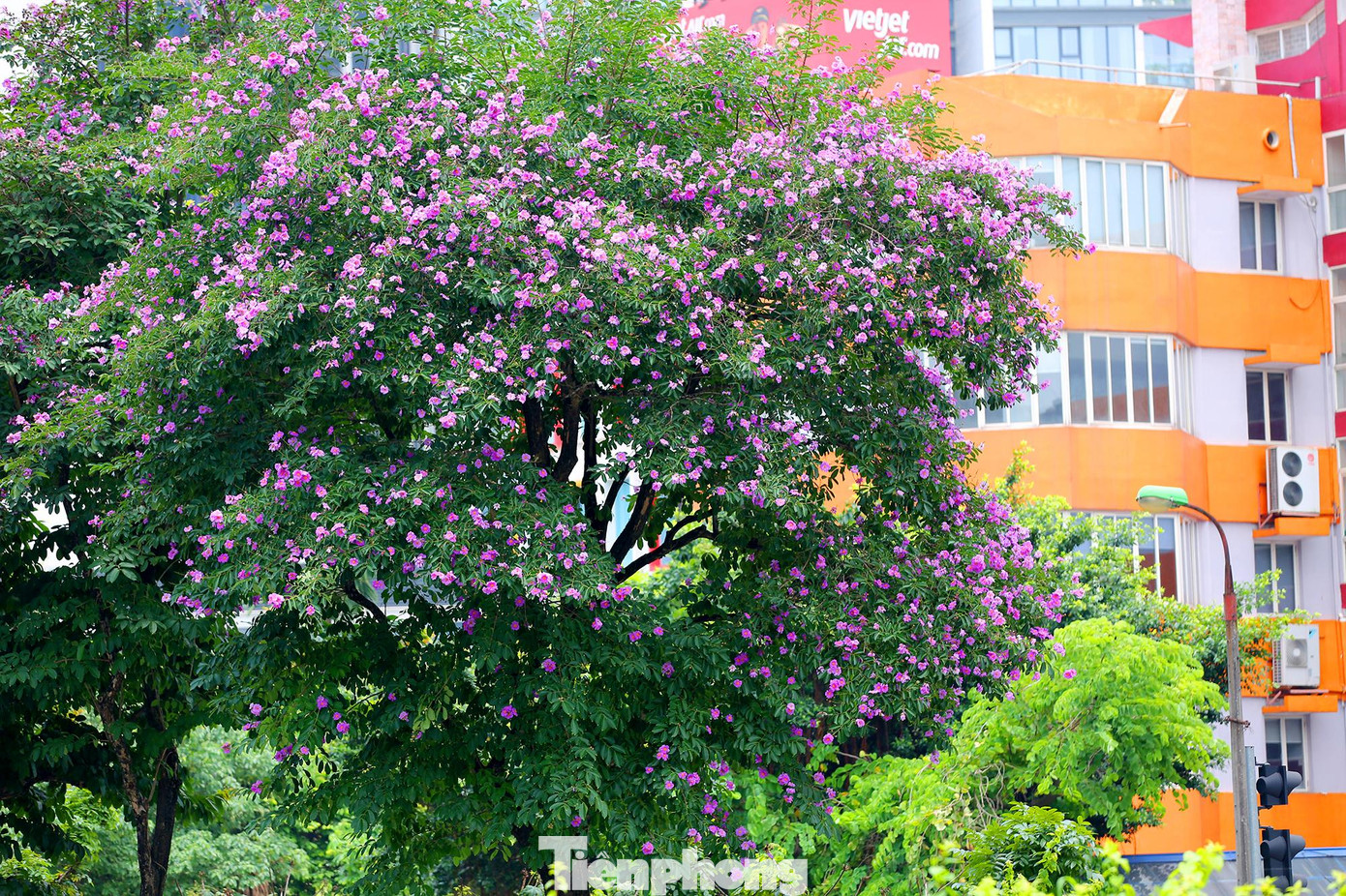 Theo ghi nhận của phóng viên báo Tiền Phong, những ngày này khắp các con phố như Kim Mã, Đào Tấn, Trần Duy Hưng, Trần Thái Tông...hoa bằng lăng đã bắt đầu nở rộ.