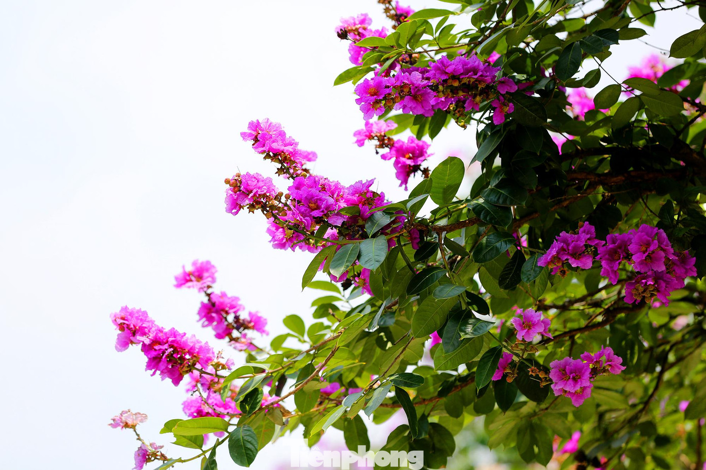 Hoa bằng lăng có màu tím hoặc tím nhạt, tím hồng, mọc thành từng chùm đẹp mắt.