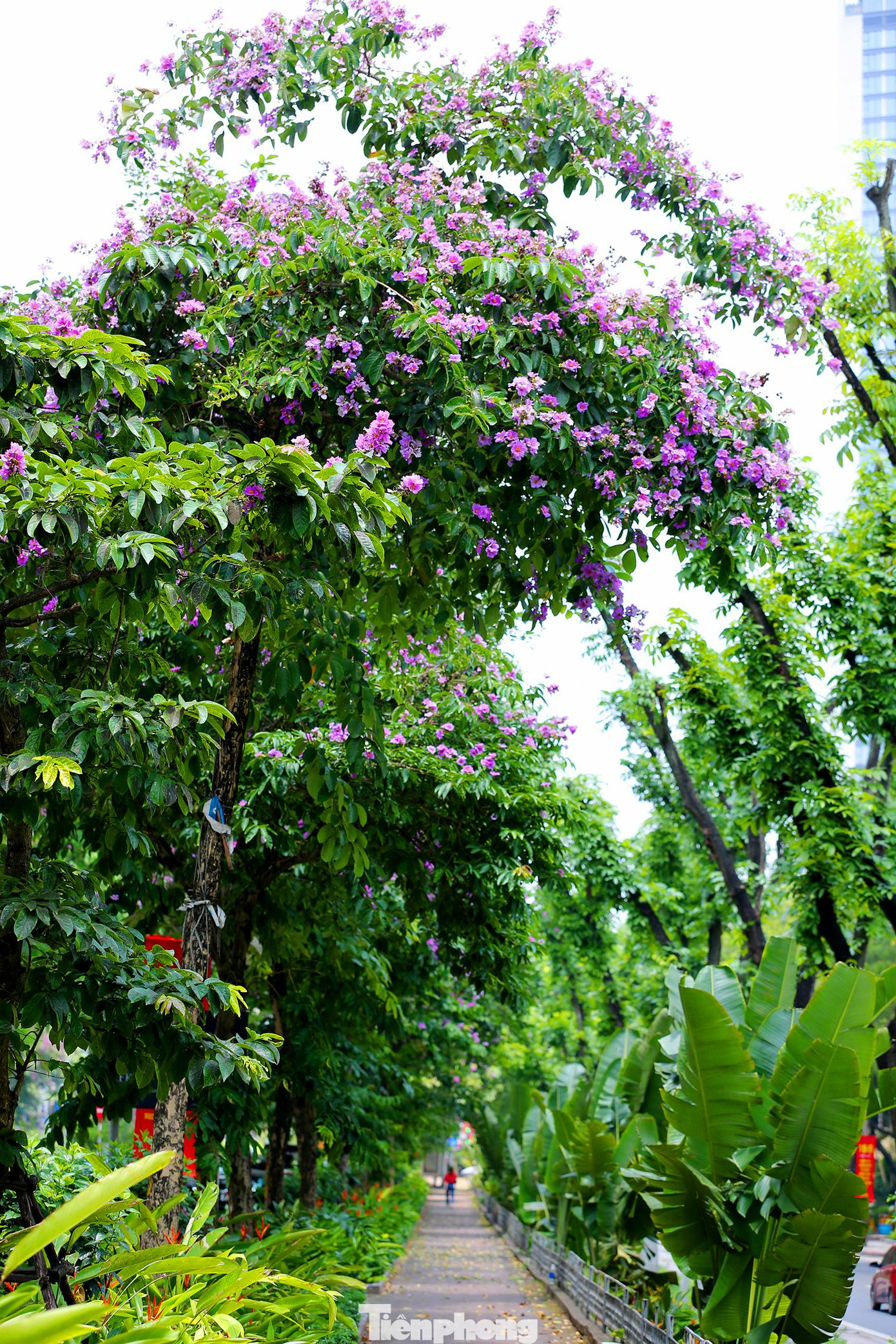 Màu tím thuỷ chung của hoa bằng lăng và màu đỏ đặc trưng của hoa phượng đã gắn liền với năm tháng tuổi thơ của các thế hệ học trò.