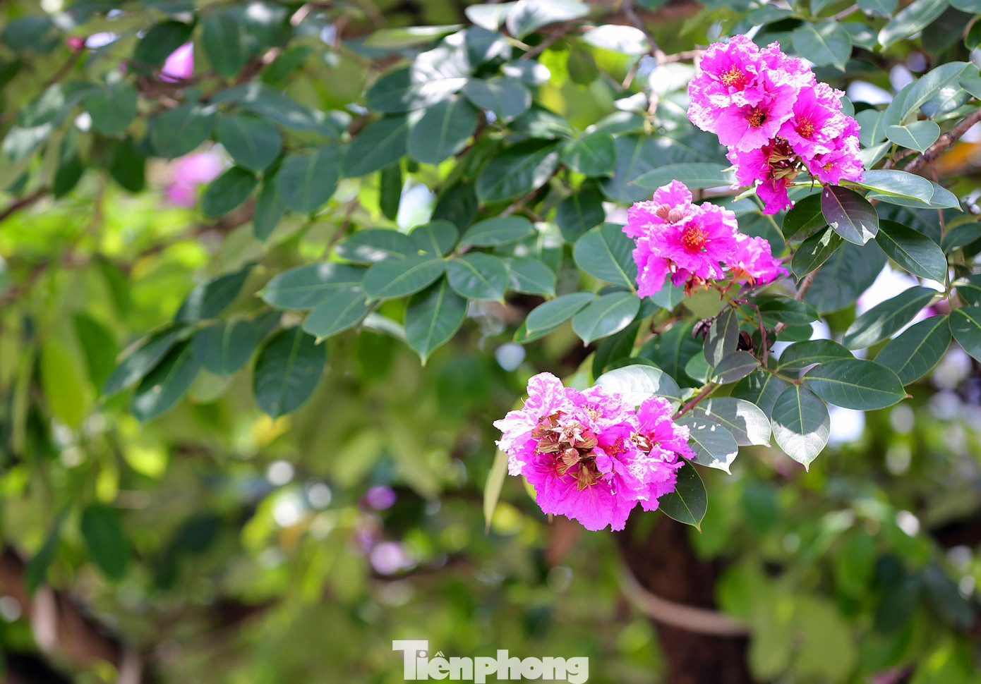 Mỗi bông hoa khi nở thường xòe rộng và được tạo thành từ 6 cánh hoa mỏng, nhẹ như giấy khi rơi xuống mặt đất.