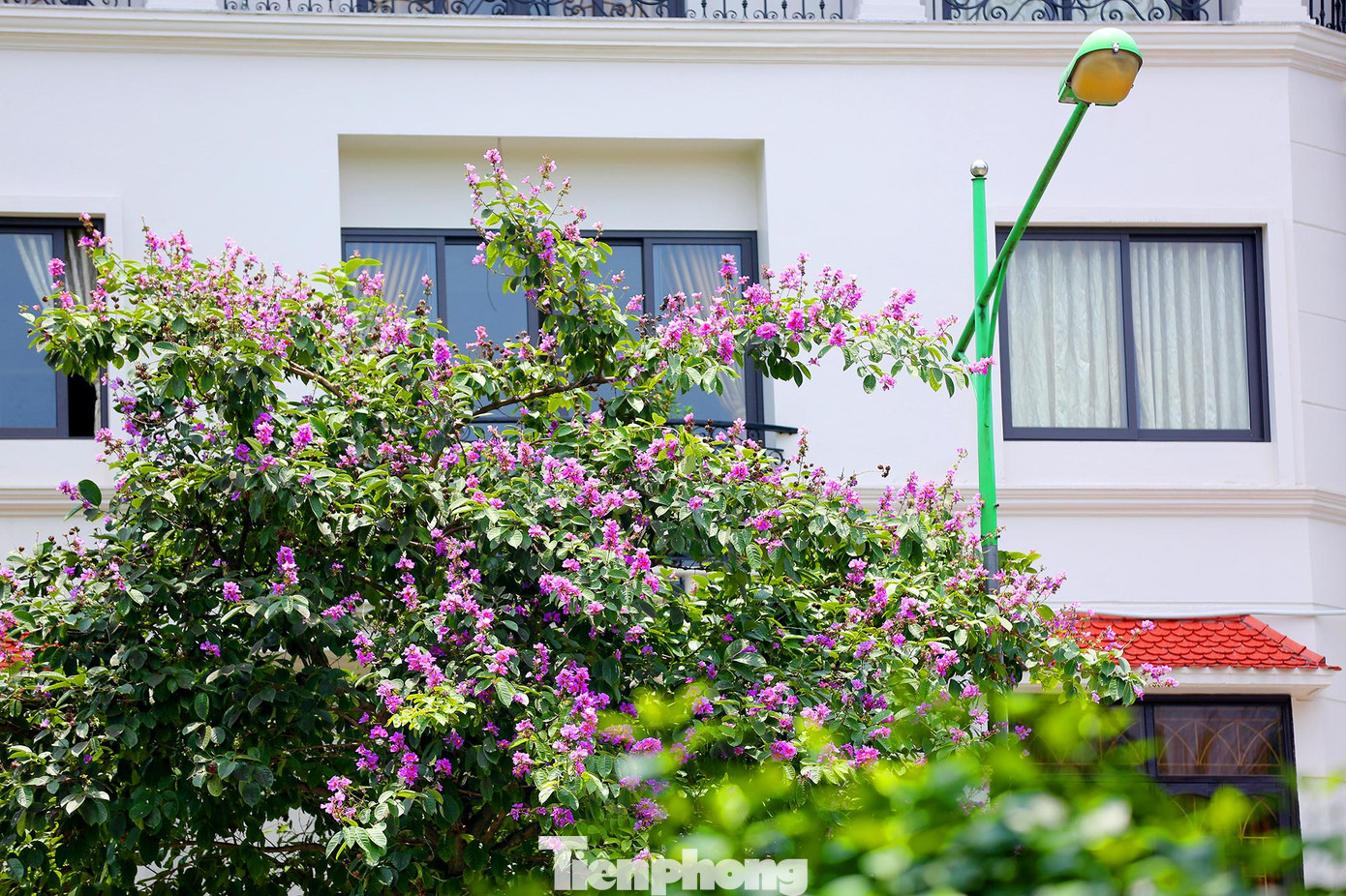 Chỉ một cây bằng lăng tím cũng đủ làm dịu mát ngôi nhà và giúp cho không gian nhỏ trên một con phố ở Hà Nội trở nên sinh động hơn.