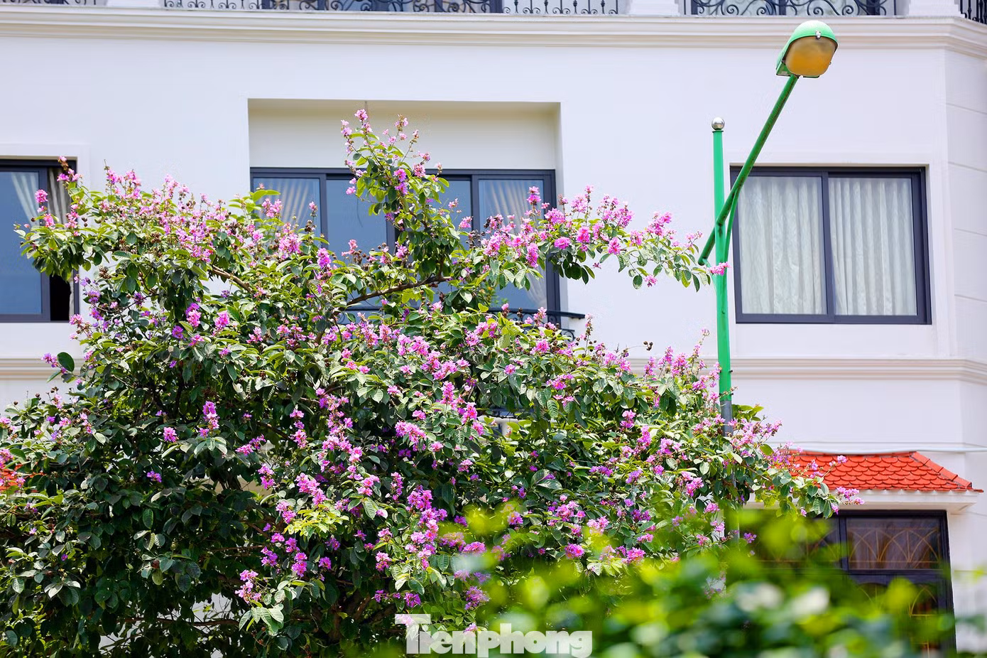Chỉ một cây bằng lăng tím cũng đủ làm dịu mát ngôi nhà và giúp cho không gian nhỏ trên một con phố ở Hà Nội trở nên sinh động hơn.