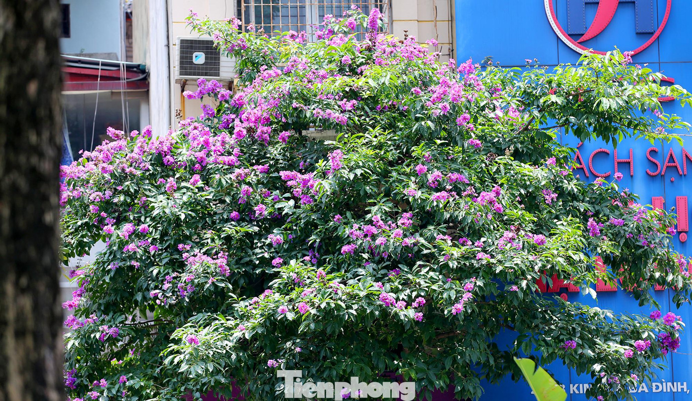 Hoa bằng lăng tím chỉ được ngắm trong một khoảng thời gian ngắn, bởi hoa nở nhanh và tàn cũng rất nhanh.