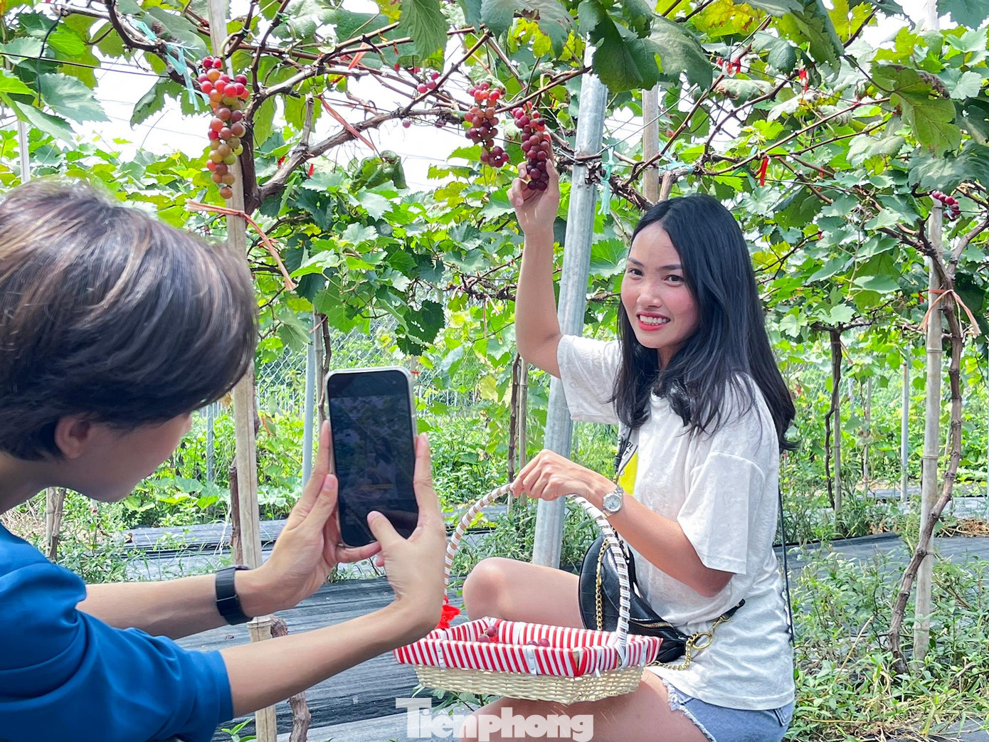 Hiện khu vườn đang mở của miễn phí, du khách vào cổng không mất vé tham quan, nho hái tại vườn có giá bán 200.000 đồng/kg.