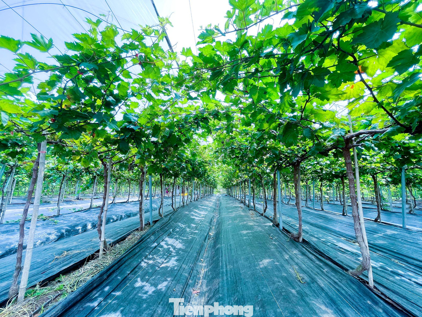 Trang trại nho độc đáo này nằm ở xã Vĩnh Ngọc, huyện Đông Anh, Hà Nội, thời điểm tháng 6 này đang vào mùa thu hoạch nho chín, thu hút lượng khách lớn tới tham quan, trải nghiệm.