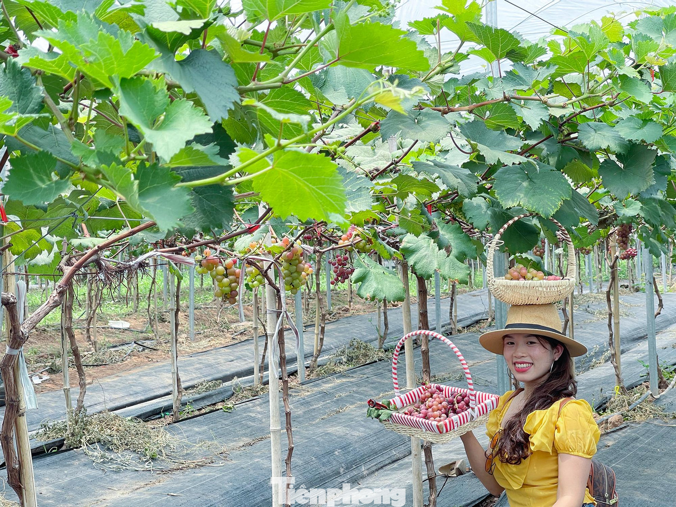 Tự tay hái nho chín mọng trên cây và chụp ảnh lưu lại khoảnh khắc tuyệt đẹp trong khu vườn là trải nghiệm đáng nhớ của khách tham quan.