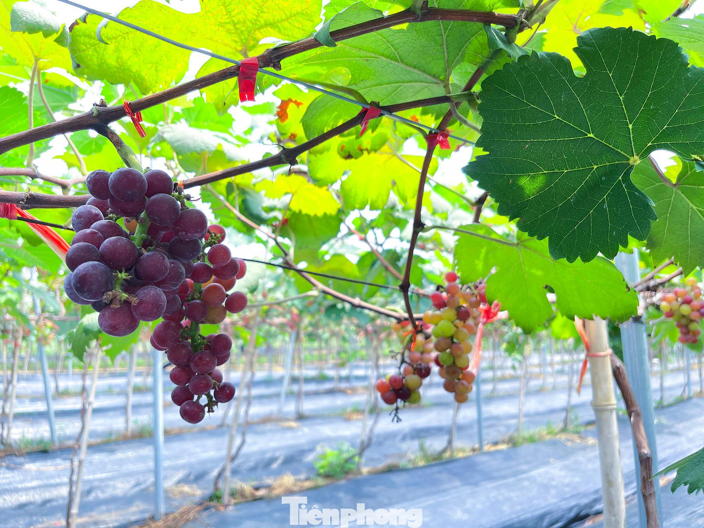 Hiện nông trại đang có hai giống nho chính là: Nho móng tay, nho hạ đen.