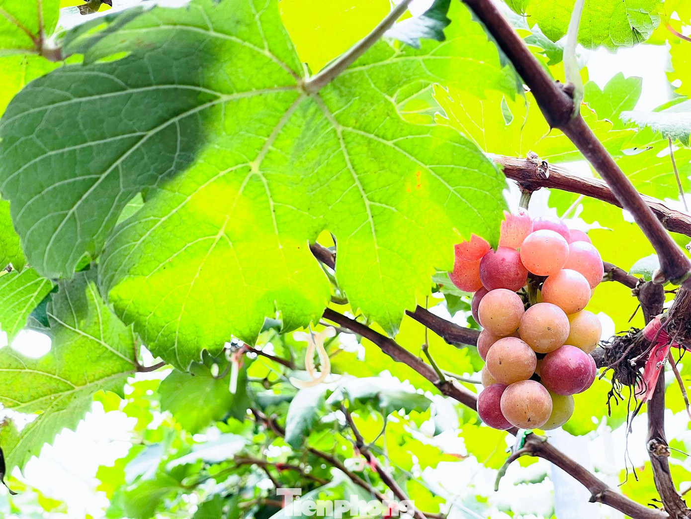 Các chùm nho đều sai trĩu quả có vị ngọt và thơm như rượu vang.