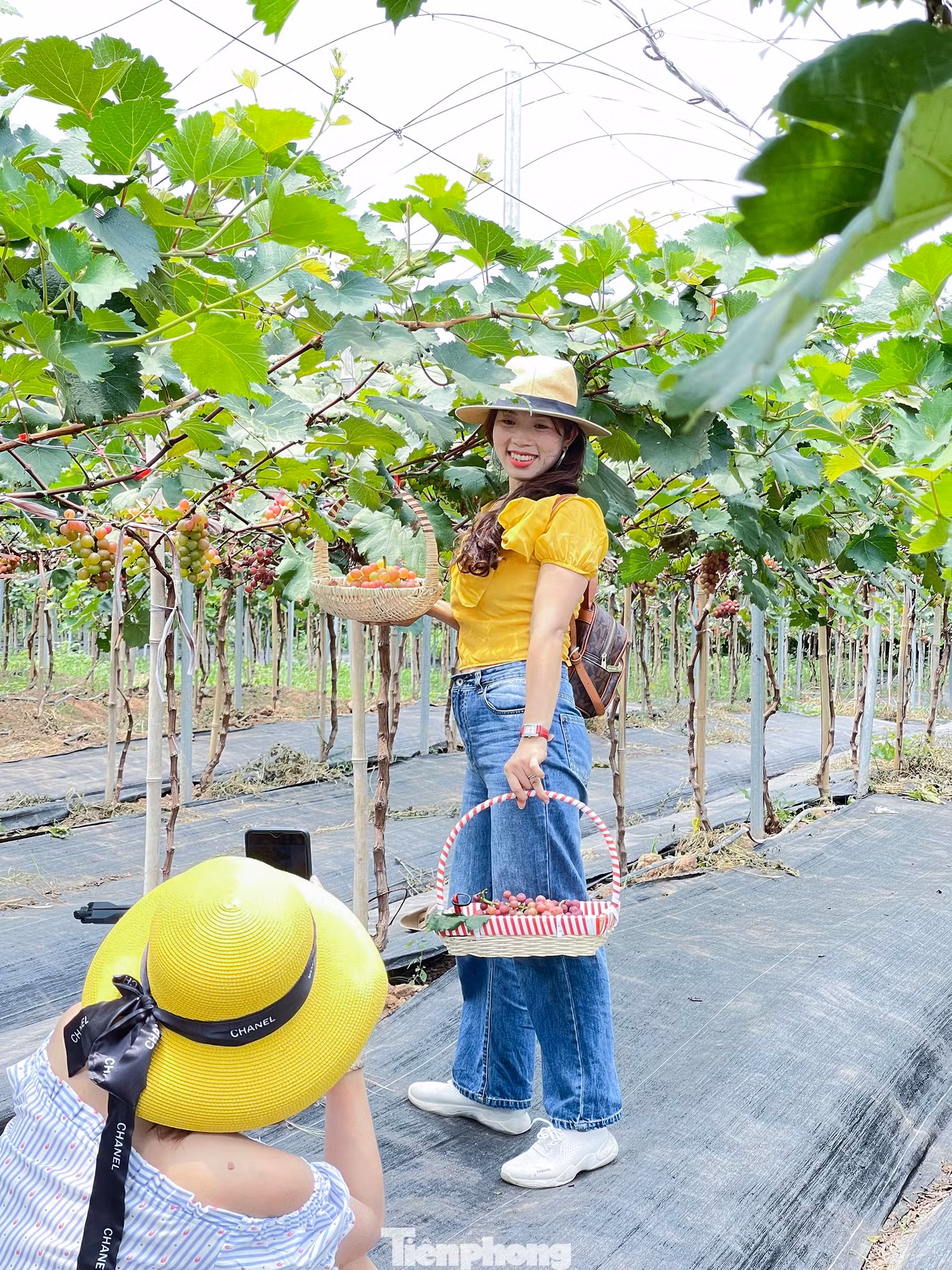 Khu nông trại hiện vẫn đang thu hút lượng khách lớn đến tham quan, trải nghiệm và thu hoạch.