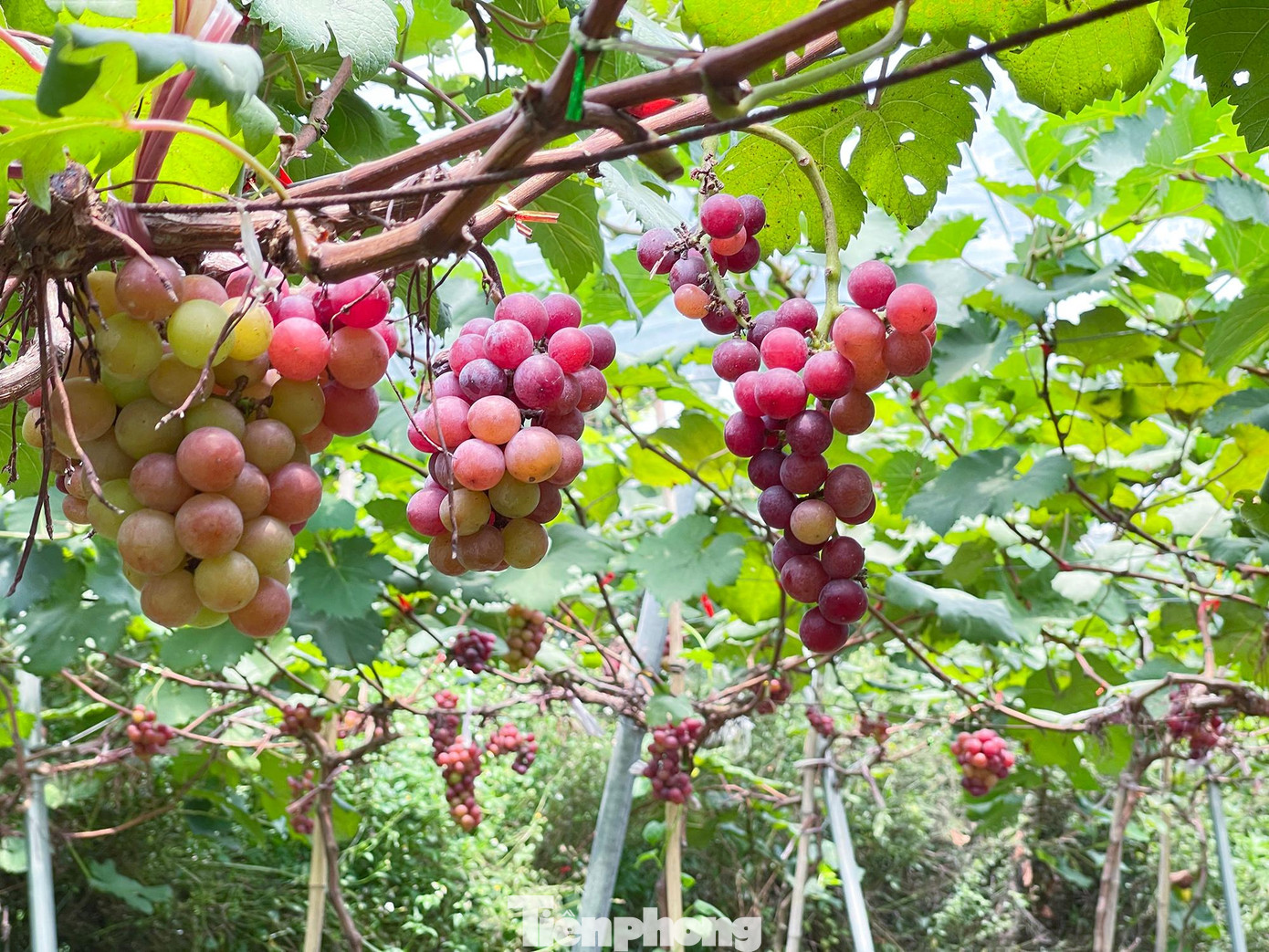 Hàng chục luống nho tại nông trại này đang sai trĩu quả tím đỏ, thu hút du khách tới chụp ảnh và thu hoạch.