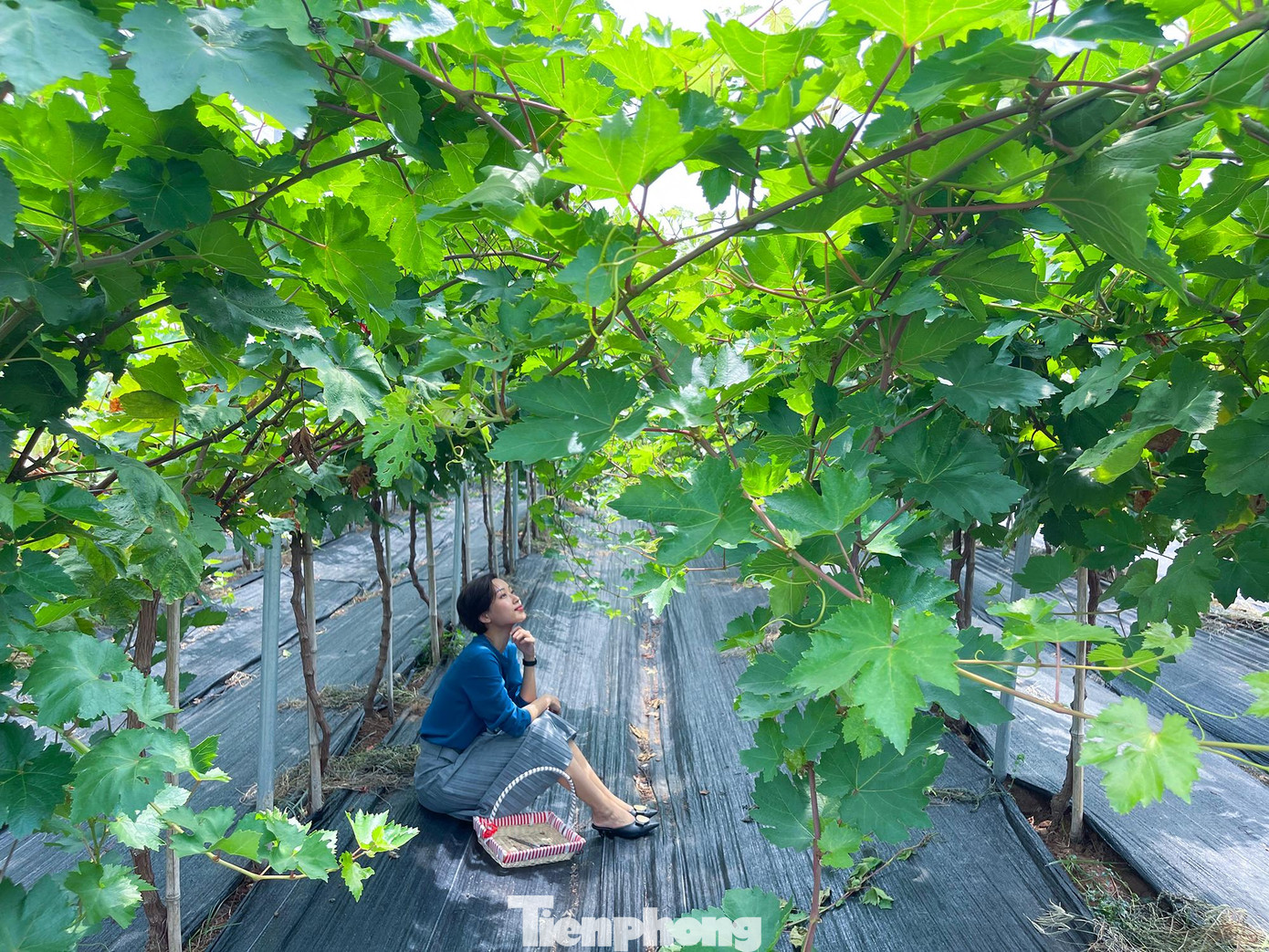 Giống nho trồng ở đây là black pearl và sweet sapphire, quả không quá to nhưng ngọt và không có hạt.