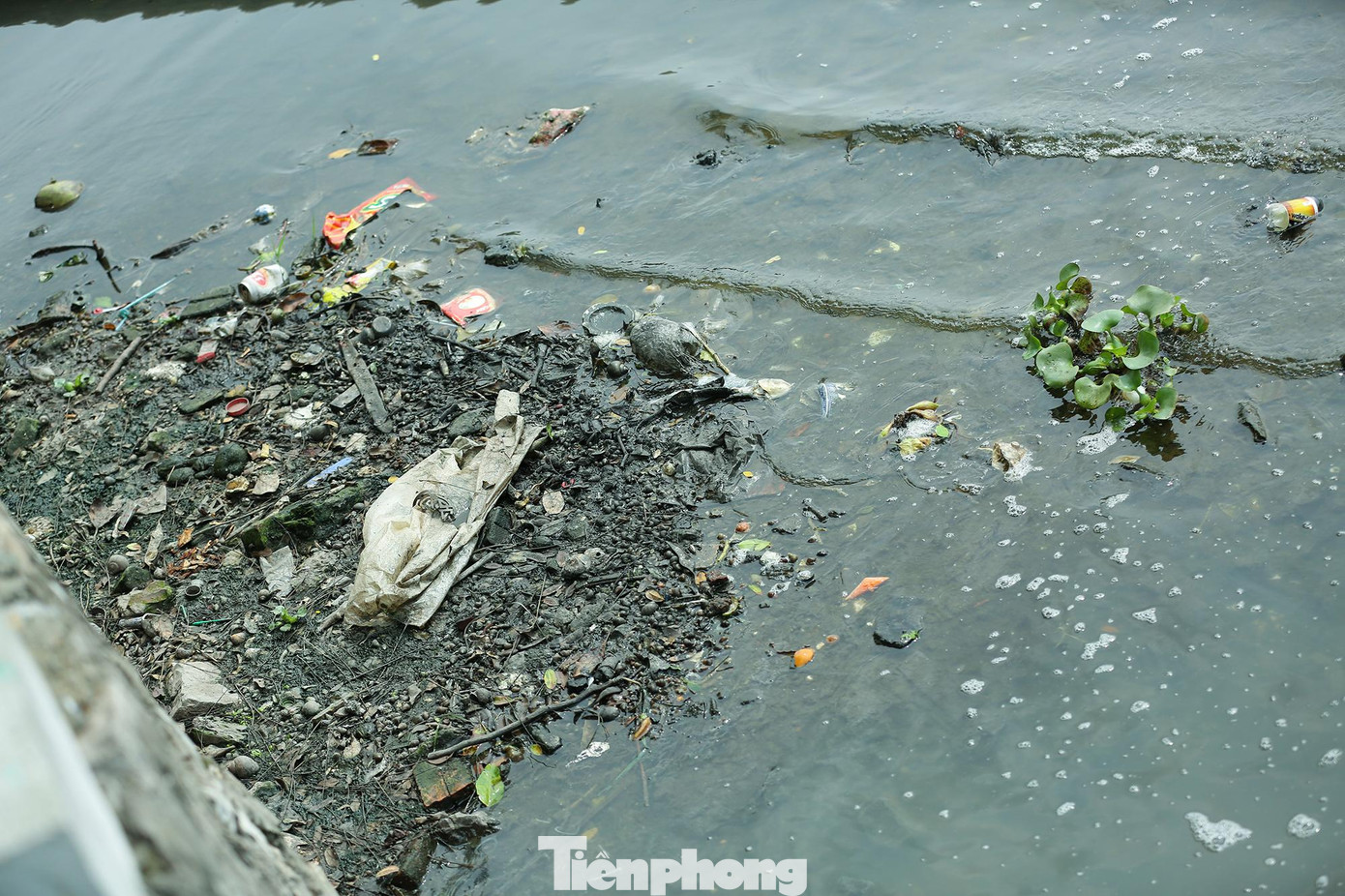 Rong rêu, rác thải nổi lên đầy mặt hồ