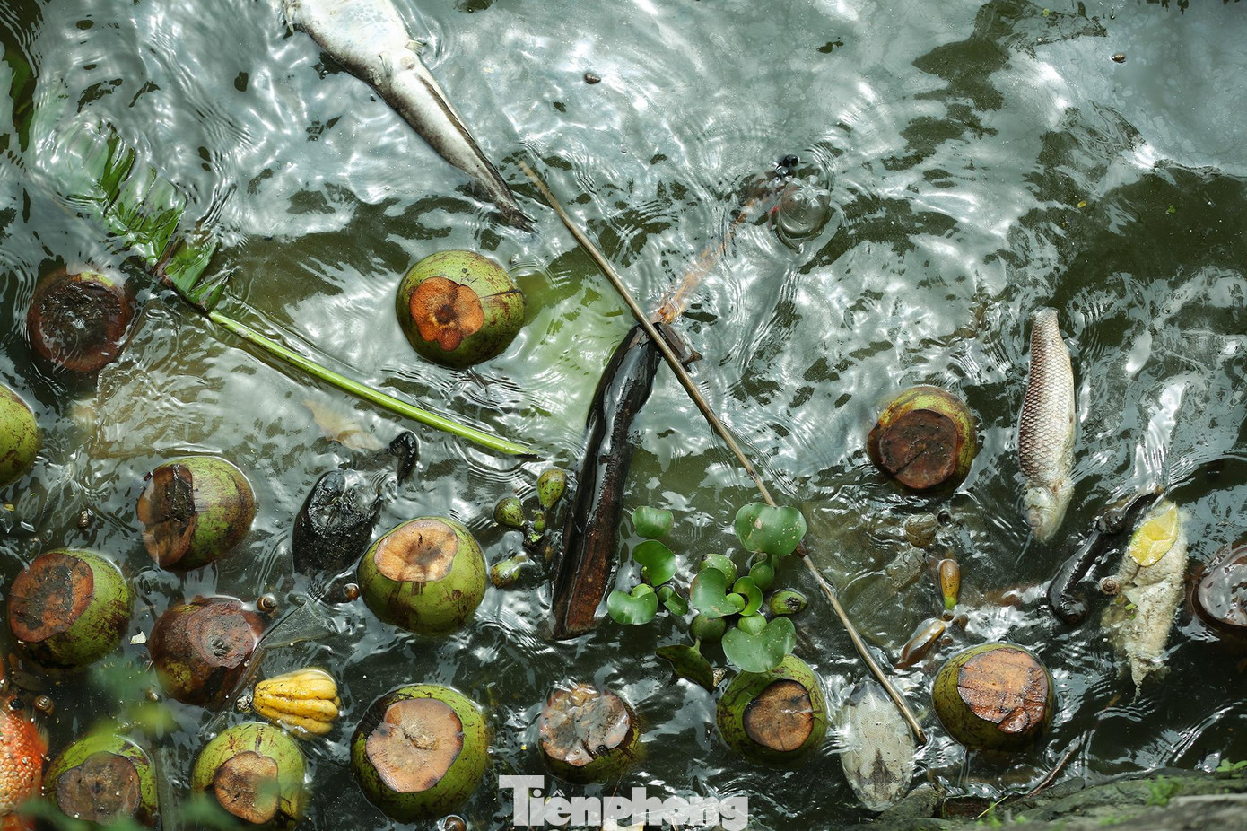 Trước thực trạng đáng báo động này, Bộ Tài nguyên và Môi trường đã đề nghị UBND thành phố Hà Nội triển khai gấp nhiều giải pháp nhằm cải thiện chất lượng nước hồ.