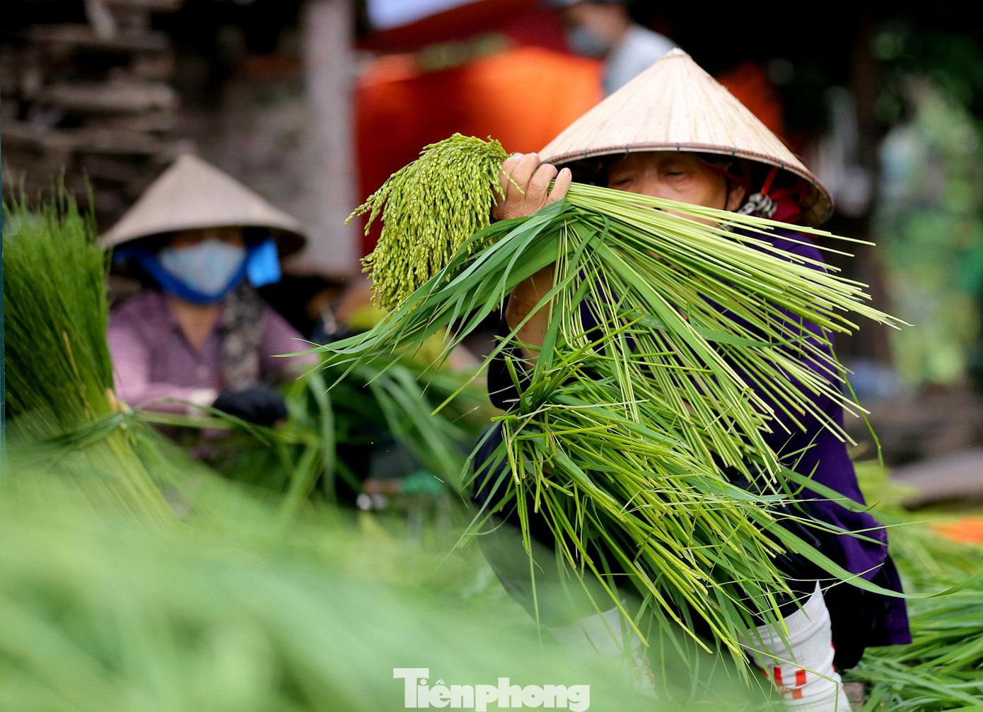 Các công đoạn để làm ra được hạt cốm khá cầu kỳ, nguyên liệu làm cốm là hạt lúa nếp. Có nhiều loại lúa nếp có thể làm cốm như lúa nếp lương phượng, lúa nếp thơm, lúa nếp tan, lúa nếp quýt, lúa nếp cái hoa vàng…