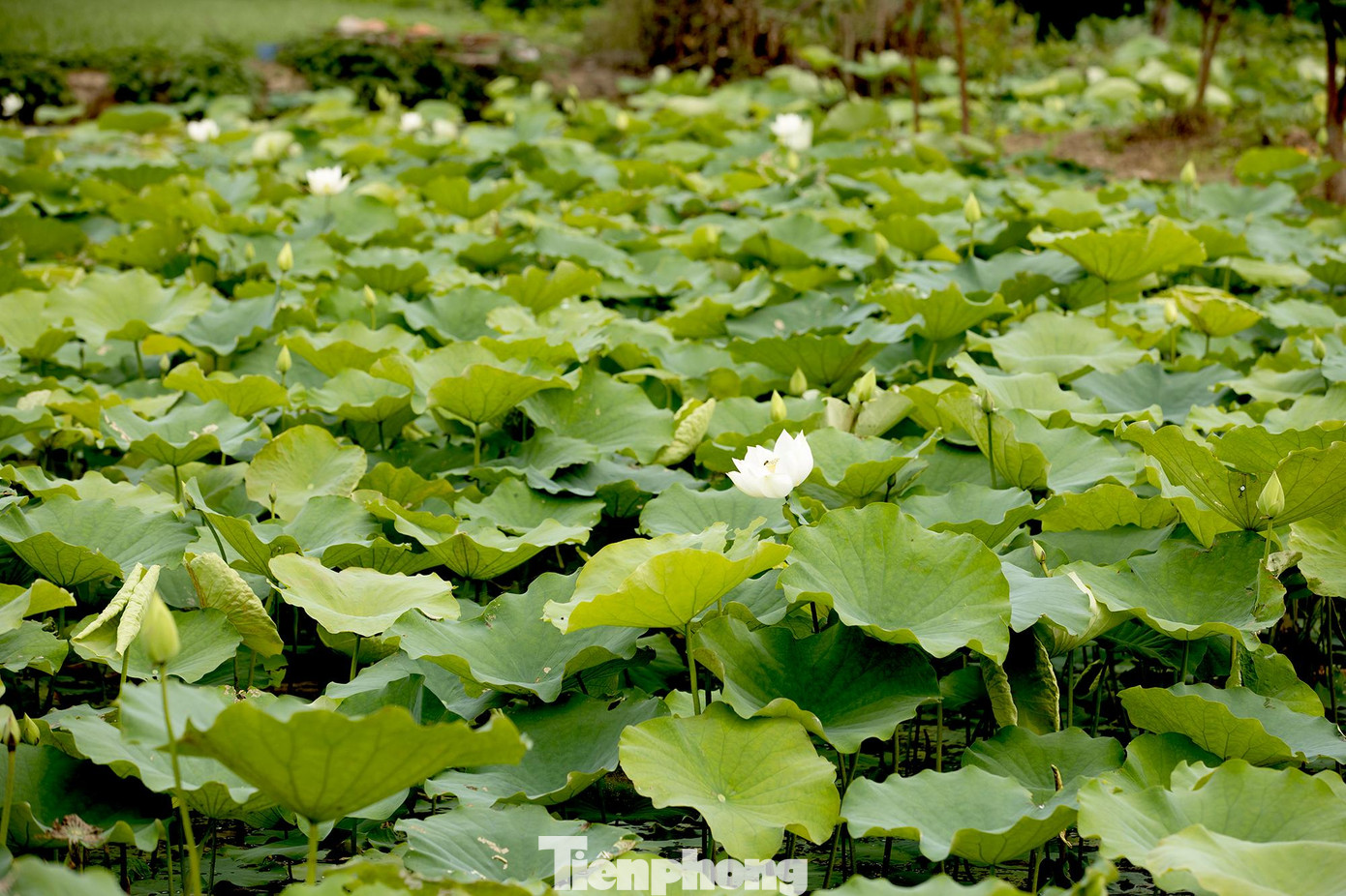 Đầm sen trắng bắt đầu nở rộ vào tháng 5 và sẽ kéo dài đến các tháng 7, 8. Năm nay sen nở sớm, trung tuần tháng 4 du khách đã rủ nhau đến check-in cánh đồng sen sớm.