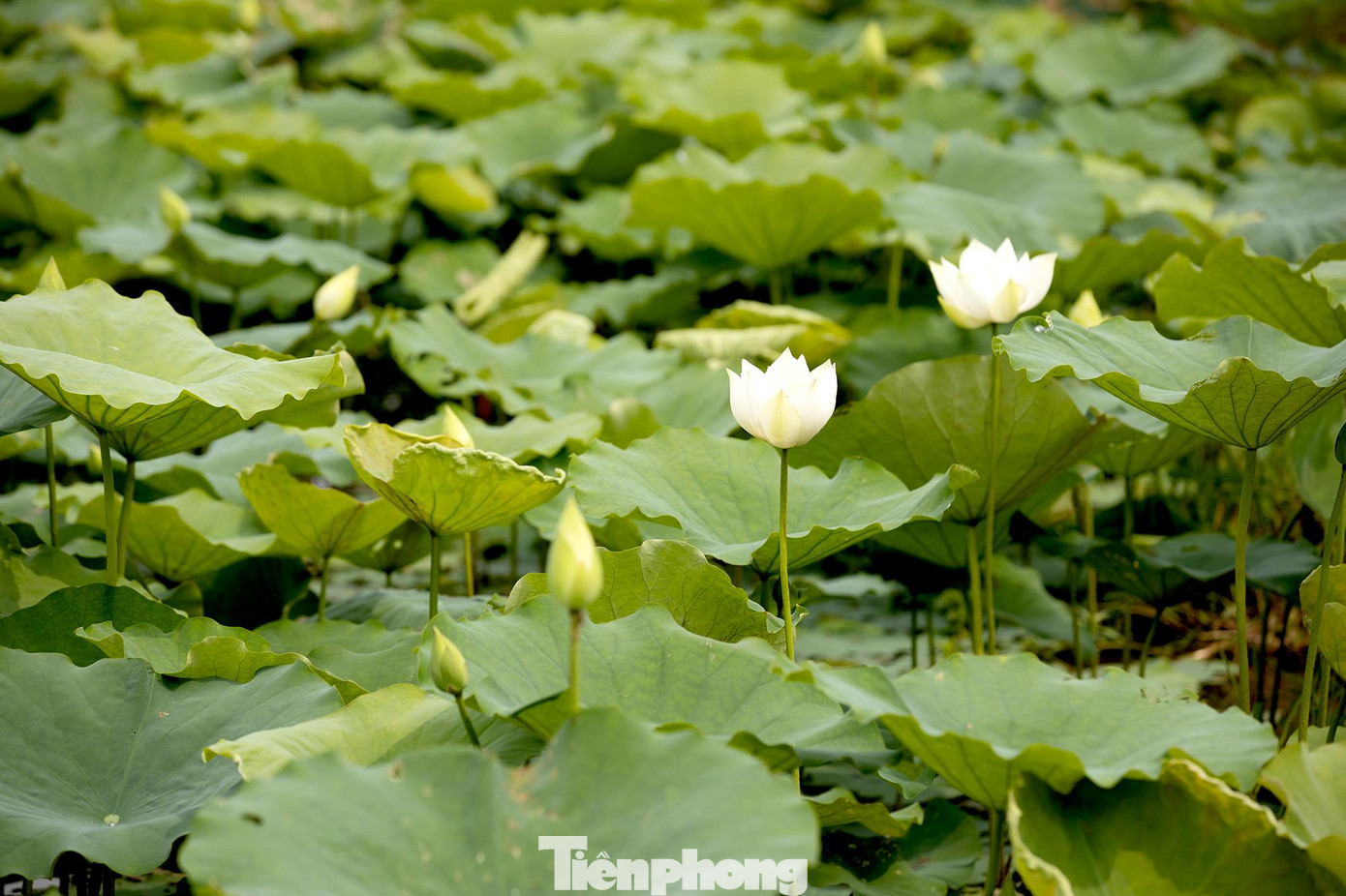 Hoa sen tượng trưng cho vẻ đẹp thuần khiết, thanh cao nên được rất nhiều người yêu thích.