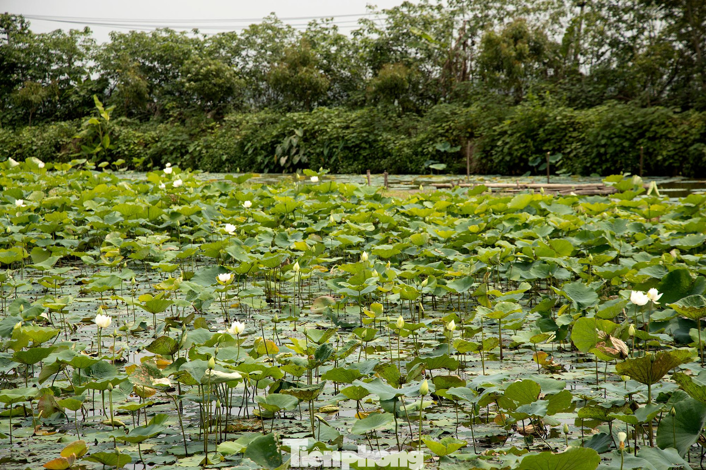 Đầm sen trắng rộng hàng nghìn mét vông cách trung tâm thành phố Hà Nội khoảng 20km. Được biết, loại hoa sen trắng hiếm có này do chị Tạ Thị Bích ở xã Tam Hưng, huyện Thanh Oai, Hà Nội đem giống về trồng khoảng 5 năm trước