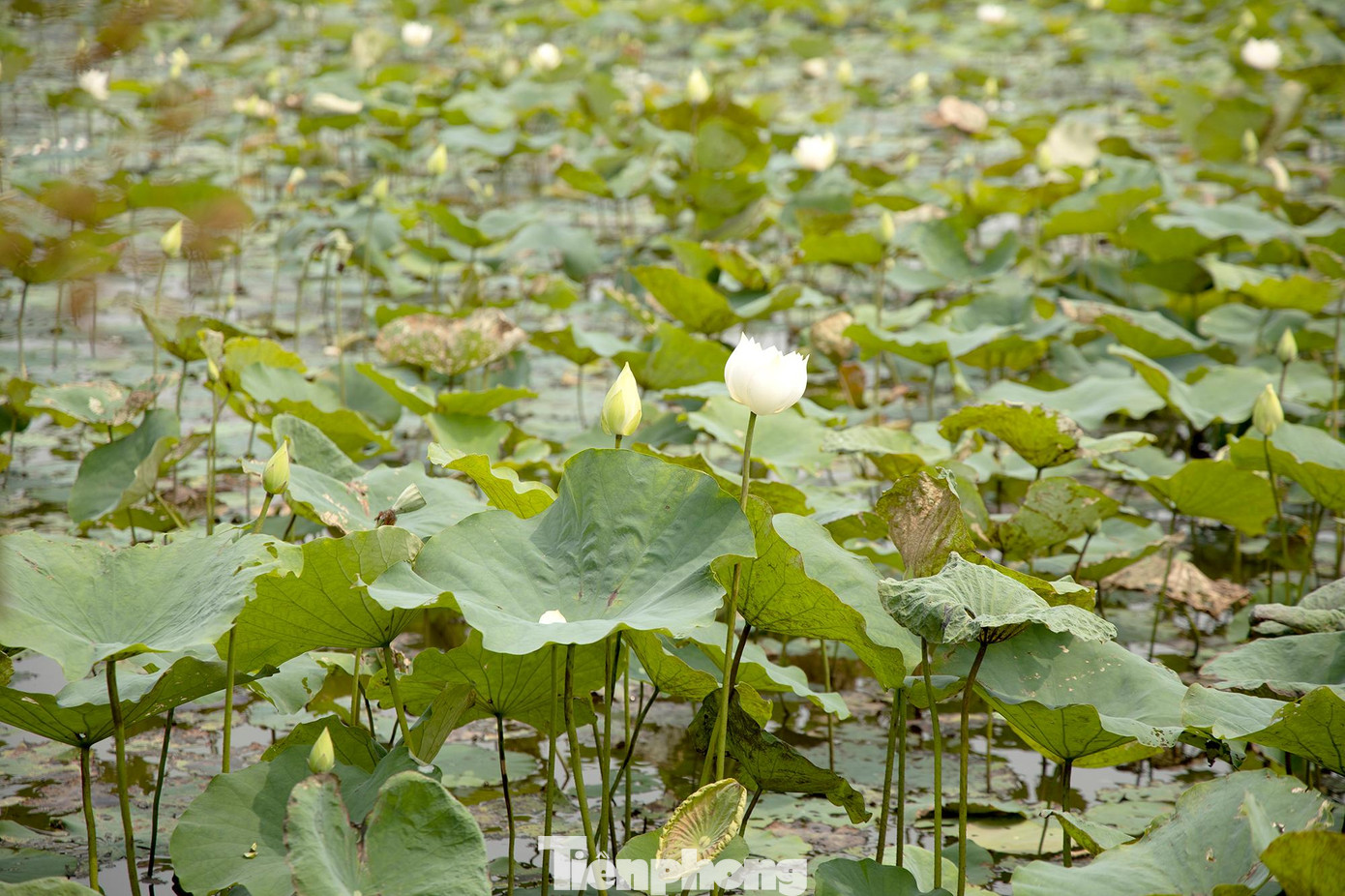 Sen trắng còn gọi với tên khác là bạch liên, loài sen có màu trắng thuần khiết, cánh sen mỏng nhẹ mang vẻ đẹp thanh tao.