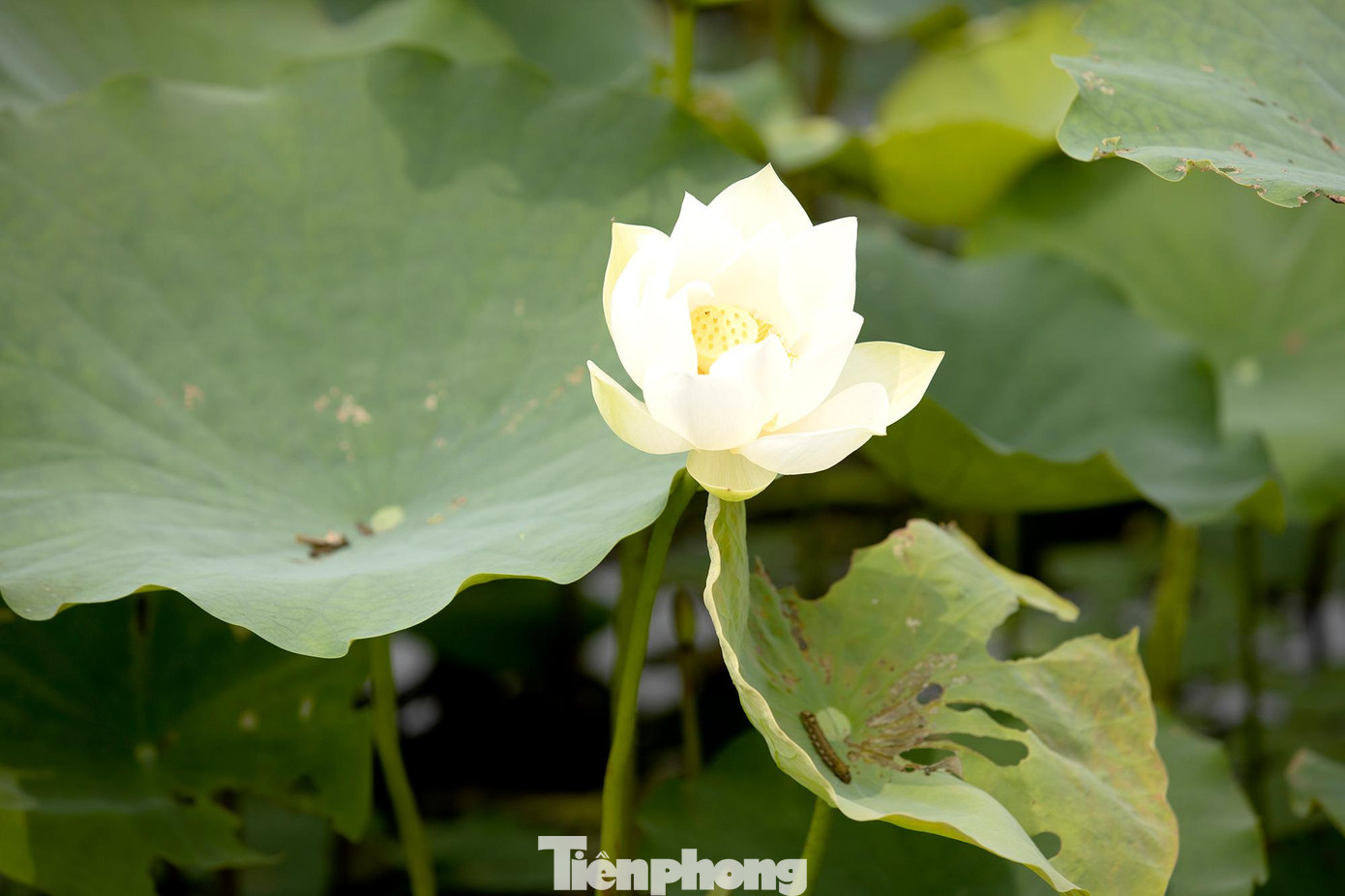 Những cánh hoa trắng muốt xếp so le, sát nhau bắt mắt.