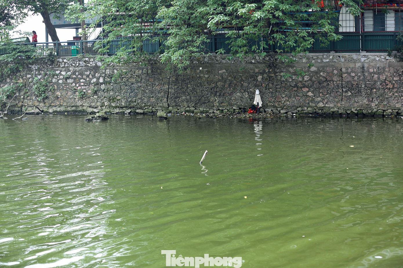 Nước hồ Tây chuyển màu xanh đậm với nhiều thông số vượt ngưỡng cho phép.