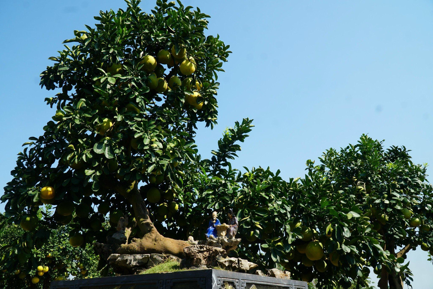 Trong vườn có cây có giá trị lên tới gần 200 triệu đồng; một số cây có thế độc - lạ, nhà vườn của anh Chính chỉ cho thuê, không bán.