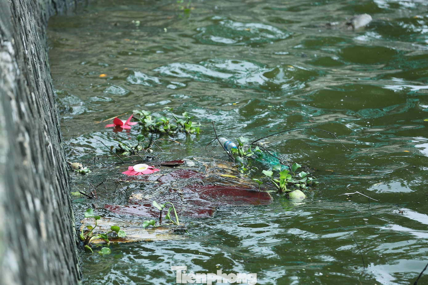 Nước hồ Tây thời gian có màu xanh rêu, có thể nhìn thấy bằng mắt thường.