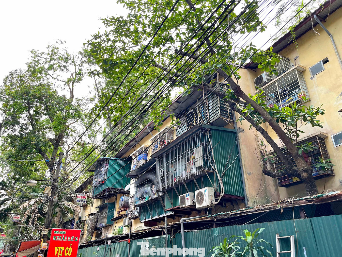 Vào những ngày nắng nóng oi bức, những cây xanh này lại như chiếc ô khổng lồ tạo bóng mát, giúp làm dịu mát cho các căn nhà tập thể cũ kỹ nơi đây.