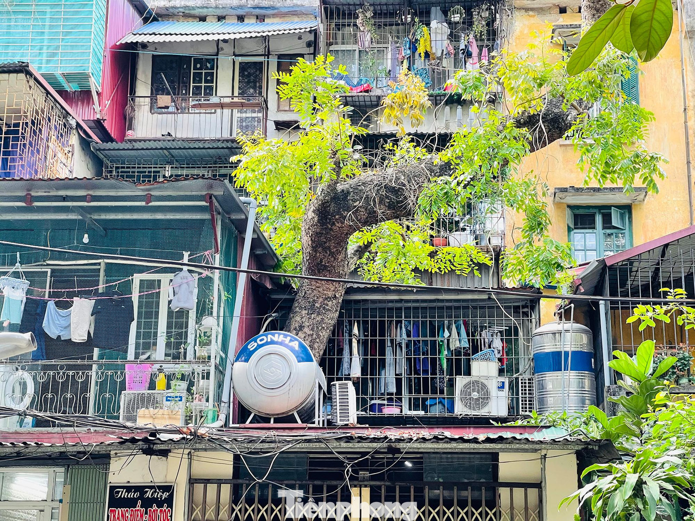 Những thân cây to sần xù 2 - 3 người ôm mới xuể, tán cây xòe rộng như những chiếc ô khổng lồ che chở cho những ngôi nhà ở đây luôn.