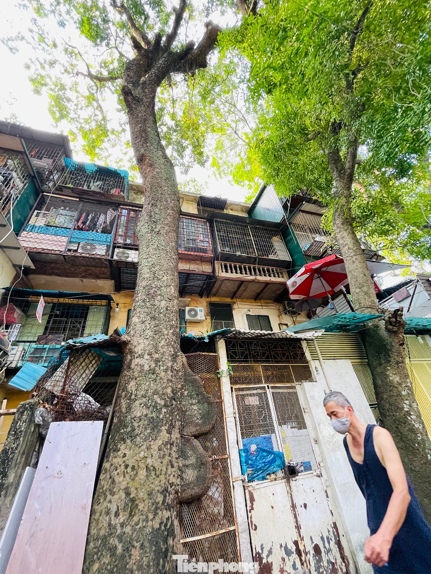 Tuy vậy khi mùa mưa bão đến, các hộ gia đình đều cảm thấy lo sợ những cành cây to gãy xuống làm nứt tường, hỏng nhà.