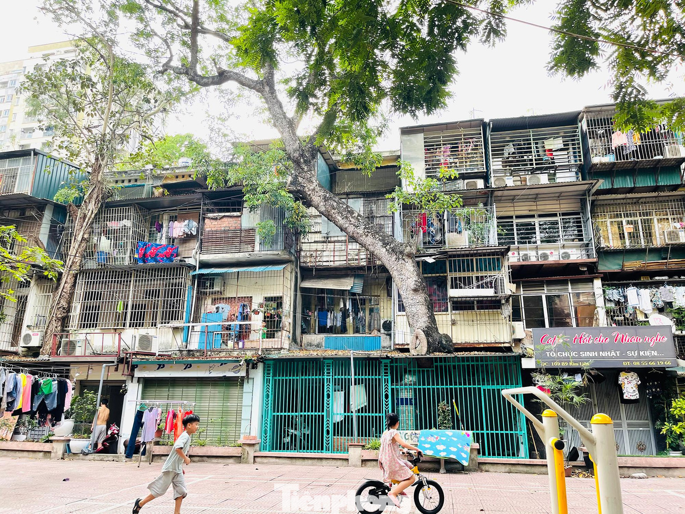 Kiến trúc độc đáo có một không hai này có lẽ tồn tại duy nhất tại đây với khoảng mấy chục ngôi nhà có cây mọc trong khuôn viên.