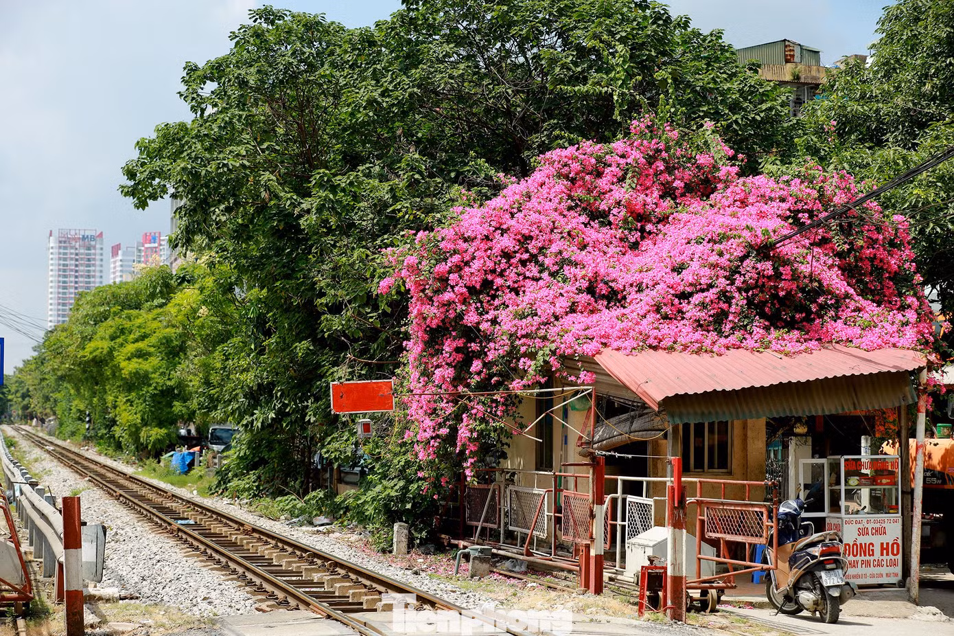 Những ngày đầu hè, Hà Nội được tô điểm thêm những giàn hoa giấy mỏng manh khoe sắc dịu dàng, quyến rũ đắm say lòng người. Ai đi qua cũng phải ngẩn ngơ quay lại ngắm nhìn.